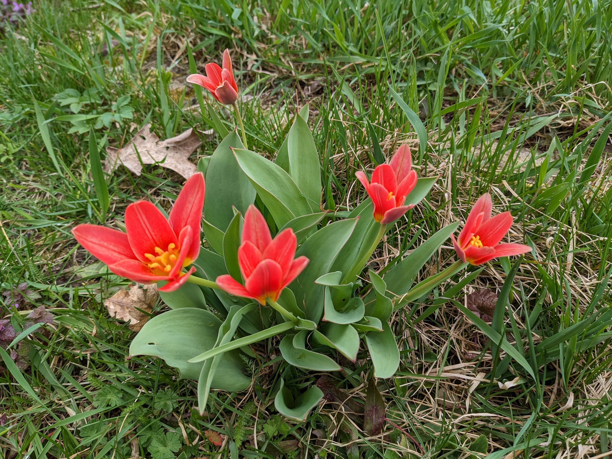 Tulipány, které jsme nesadili